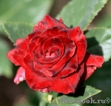 Black Baccara Black Baccara