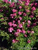 Perennial Blue Perennial Blue