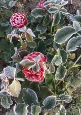 Rose der Einheit ® Rose der Einheit ®