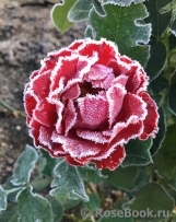 Rose der Einheit ® Rose der Einheit ®