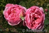 Boscobel Boscobel
