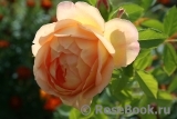 Lady of Shalott Lady of Shalott