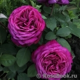 Heidi Klum Rose Heidi Klum Rose