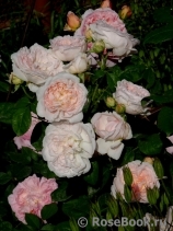 Eglantyne® Eglantyne®