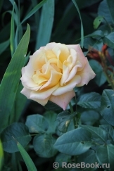 Lusatia ® Lusatia ®