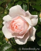 Chandos Beauty Chandos Beauty