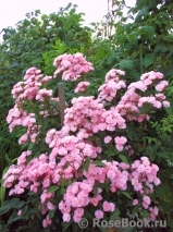 Heavenly Pink Heavenly Pink