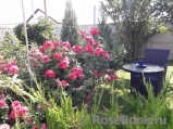Rosarium Uetersen Rosarium Uetersen