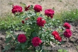Darcey Bussell Darcey Bussell