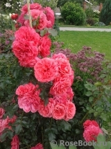 Rosarium Uetersen Rosarium Uetersen