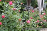 Starlet®-Rose Eva® Starlet®-Rose Eva®