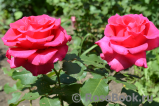 Ravel- Ravel-