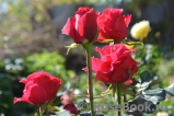 Ravel- Ravel-