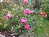 Alan Titchmarsh Alan Titchmarsh