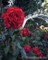 Rose des 4 Vents Rose des 4 Vents