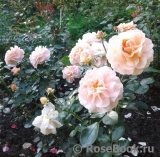 Sangerhauser Jubilaumsrose Sangerhauser Jubilaumsrose