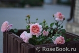 Abraham Darby Abraham Darby