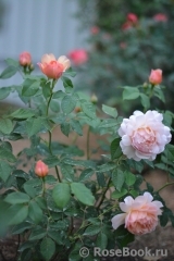 Grace® Grace®