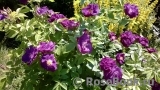 Rhapsody in Blue 