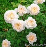 Crocus Rose® Crocus Rose®
