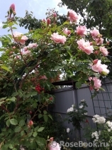 Albertine Albertine