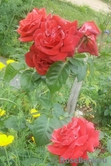 Terracotta ® Terracotta ®