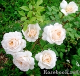 Crocus Rose® Crocus Rose®