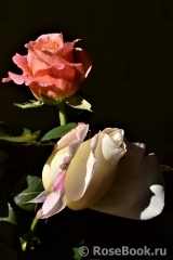 COMPOSITION COMPOSITION