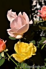 COMPOSITION COMPOSITION