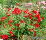 Scarlet Meillandecor Scarlet Meillandecor