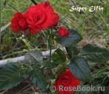 Super Elfin
