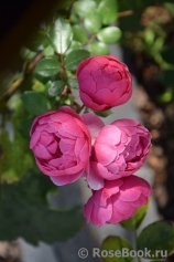 Pomponella Pomponella