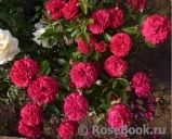 Kordes' Rose Bordeaux ® Kordes' Rose Bordeaux ®
