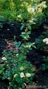 Lovely Green ® Lovely Green ®