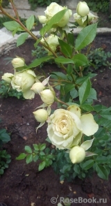 Lovely Green ® Lovely Green ®