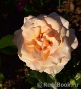Debbie Phillips Rose Debbie Phillips Rose
