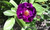Rhapsody in Blue Rhapsody in Blue