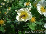 Rose spinosissima Rose spinosissima