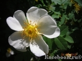 Rose spinosissima Rose spinosissima