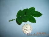 Rose spinosissima Rose spinosissima
