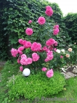 Rosarium Uetersen Rosarium Uetersen
