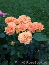 Goldelse Goldelse