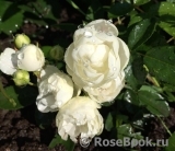 White Morsdag White Morsdag