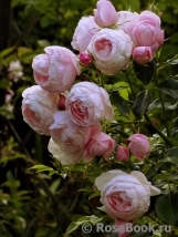 Hans Gonewein Rose Hans Gonewein Rose