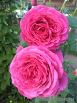 Johann Wolfgang von Goethe Rose® Johann Wolfgang von Goethe Rose®