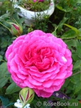 Johann Wolfgang von Goethe Rose® Johann Wolfgang von Goethe Rose®