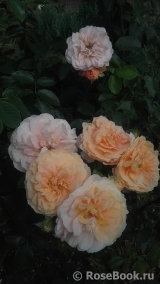 Sangerhauser Jubilaumsrose Sangerhauser Jubilaumsrose