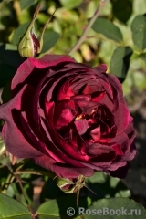 Darcey Bussell Darcey Bussell