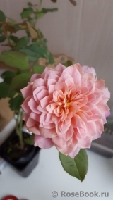 Miyabi Miyabi