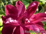 Burgundy Ice Burgundy Ice